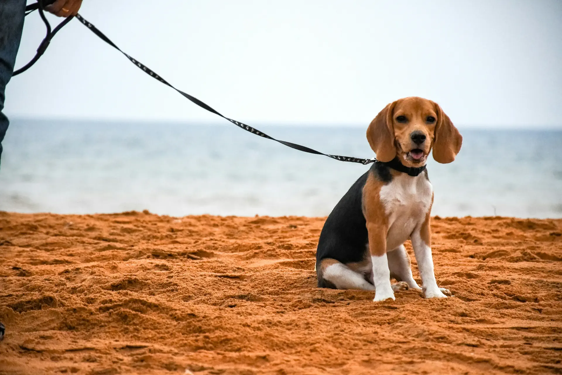 A beagle on a leash sitting on the sand, standing in for the animal rescues among nonprofits