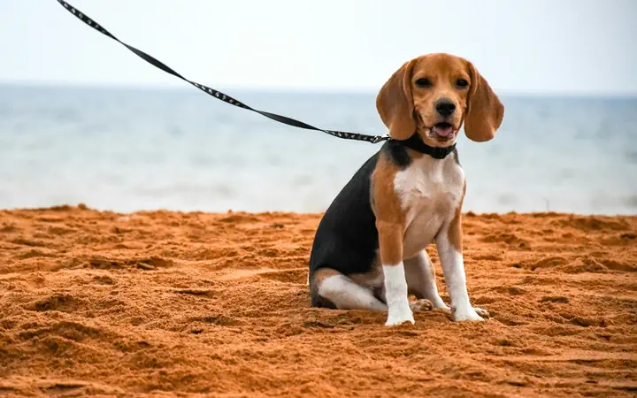 A beagle on a leash sitting on the sand, standing in for the animal rescues among nonprofits